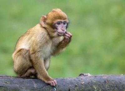 西部毛狐猴:马达加斯加岛西部的特有种体长仅35厘米