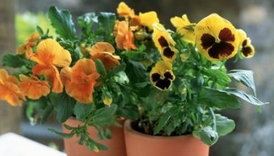 保护动物的宣传语有哪些最新保护野生动物倡议书标语