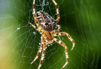 流星锤蜘蛛:自然界中的暗夜杀手杀伤力很强