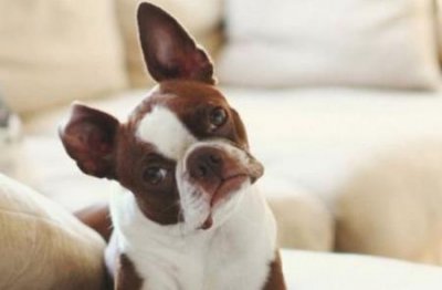 ​宠物貂价格排行榜  宠物貂所有颜色价格