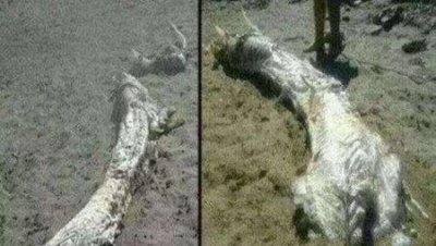 为什么蜜蜂蜇人后会死亡,为什么蜜蜂蜇人后蜜蜂也死掉