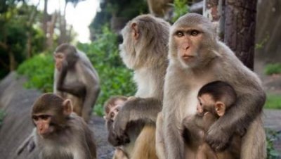 动物也能掌握复杂规则:猕猴学会嵌套性语法结构