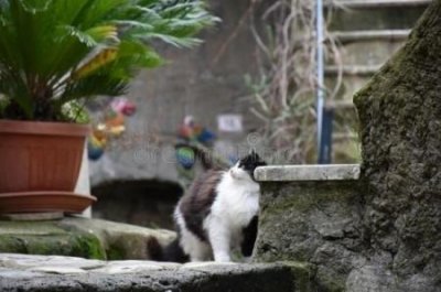 猫咪身上跳蚤太多?老祖宗:用这几种小偏方,轻松去除 猫身上有跳蚤怎么除