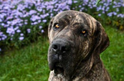 夏季泰迪犬护理:毛发修剪与舒适度夏的必备技巧