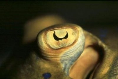 福建烤老鼠什么梗