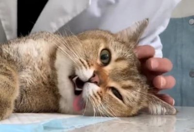 橘猫也会长不胖?黄狸橘猫并非易胖种类,它的花色与肥胖并无关系