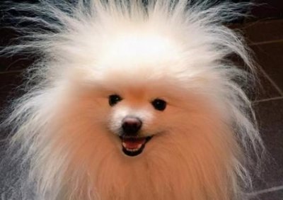 狗粮泡软已经凉了还能吃吗?