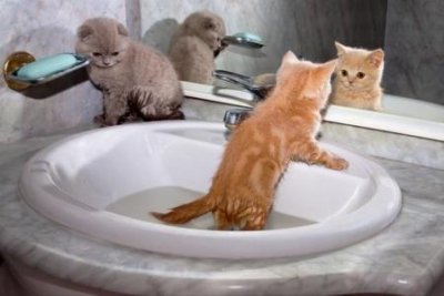 一般狗需要多久洗一次澡狗狗洗澡讲究多