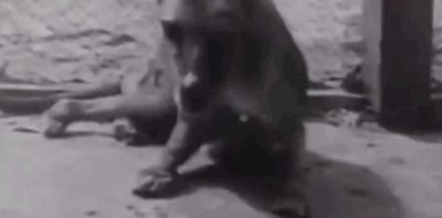 灭绝动物生前最后影像