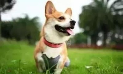 狗狗肠胃炎医治多少钱狗狗肠胃炎要花多少钱