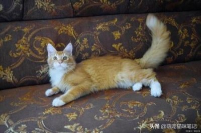 梦到狗咬自己的脚梦到狗咬自己的脚,打断狗腿