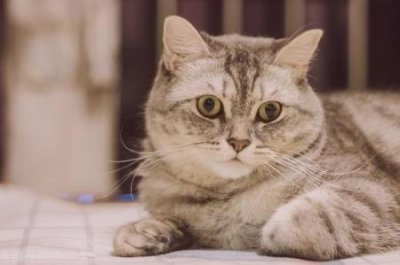 猫咪中暑的家庭急救方法:养猫人夏季必备技能