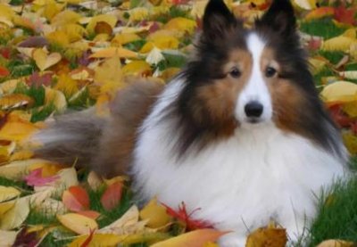 为什么这些常见的以温顺听话而出名的宠物犬会攻击咬人呢?