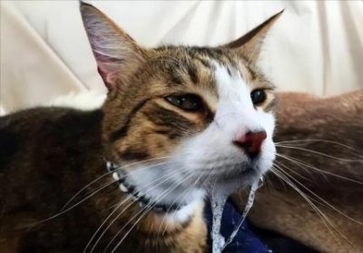 ​金猫是保护动物吗？？国家一级保护动物金猫