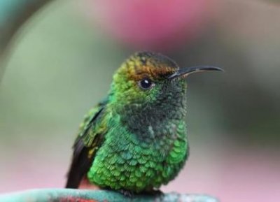 ​杜鹃鸟因为这个而臭名昭著