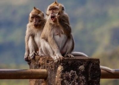 ​百诡言灵之猴脑