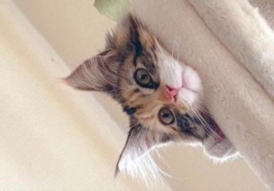 ​观赏鱼批发市场在哪，北京观赏鱼批发市场在哪