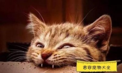 ​十大顶级巨型观赏鱼，大型观赏鱼品种