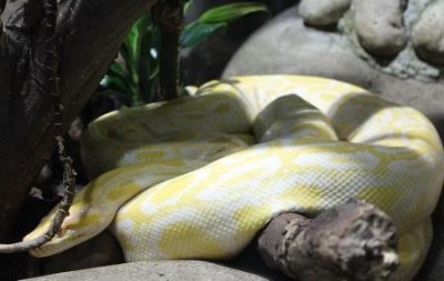 ​复活灭绝物种在争议声中前行