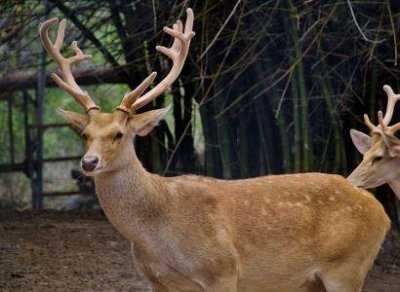 ​全球神秘动物排行榜  全球十大神秘动物是指哪些
