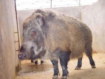 ​章氏麒麟虾：昆虫和甲壳类动物的三只眼远亲揭示了早期动物进化的详情