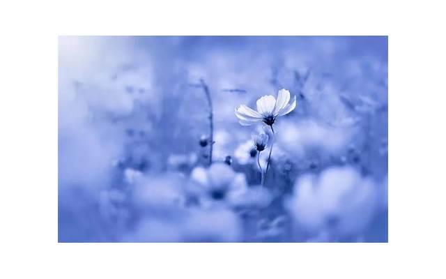 水性杨花的女人具有哪些特点 水性杨花女人的主要特征是什么 水性杨花的女人具有哪些特点 水性杨花女人的主要特征是什么