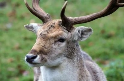 ​马赛长颈鹿：一种体型较大的长颈鹿喜欢在宽阔草原