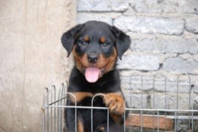 法斗犬瘟症状前兆肠道犬瘟症状前兆