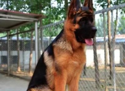 ​柯基犬刚出生 颜色？柯基犬刚出生 颜色的