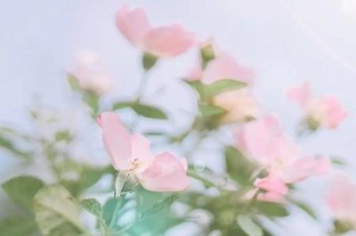 ​芹菜和蘑菇能一起炒吗？芹菜和蘑菇能一起炒吗？