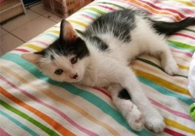 短尾猫品种大解析:你不知道的多样性