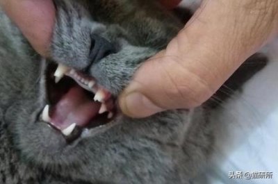 什么性格的人适合养大白熊犬你若想养只忠诚的狗