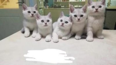 猫咪想保护你的行为 你看得出来吗?