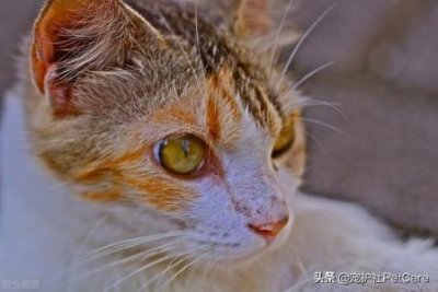 如何判断龙猫的年龄?判断龙猫的年龄方法