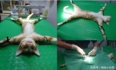 介绍178个品种的宠物狗及,看看有没有你喜欢的狗狗