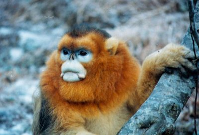 1882年-白臀叶猴灭绝