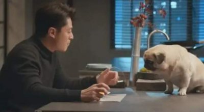 《他为什么依然单身》在哪个平台播?一共多少集