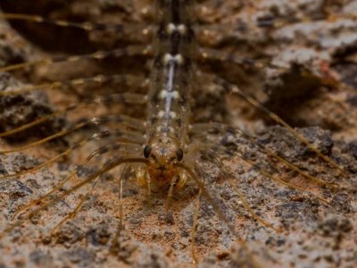 蚰蜒出现在家里自己会不会离开?为什么说家里有蚰蜒不能打死?