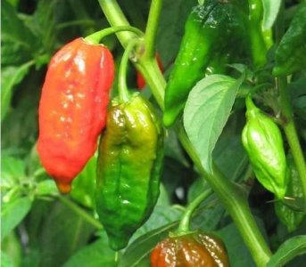 ​娜迦毒蛇，不是蛇而是世界上最辣的辣椒