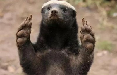 ​世界上最无畏的动物