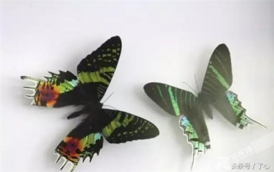 ​关于太阳毒蛾是世界上最美最毒的蛾的知识