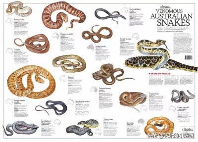 中国十大毒蛇排行榜出炉,眼镜王蛇只能排到第二