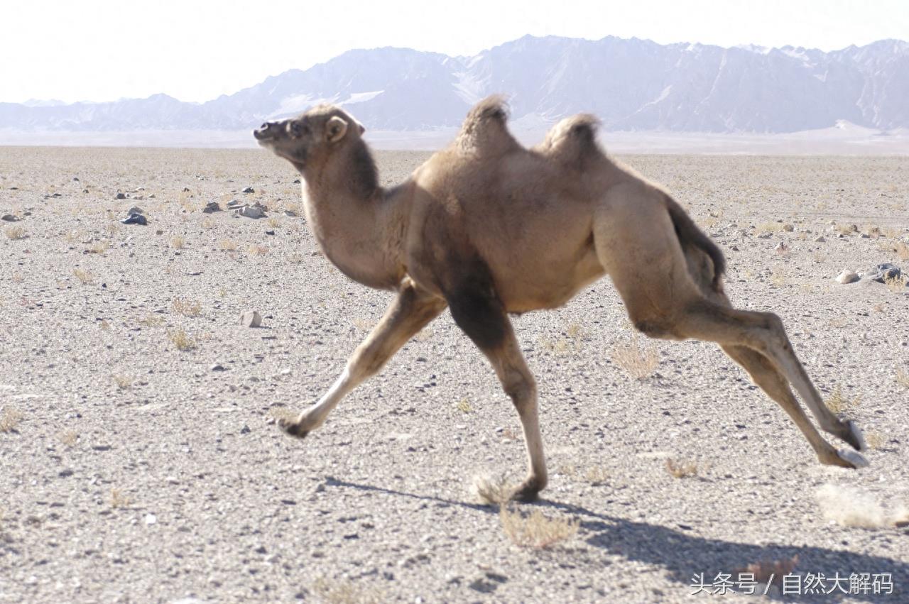 中国珍稀动物——野骆驼