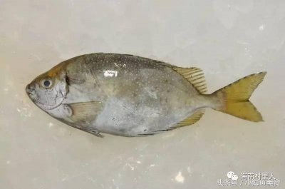 这种鱼腥臭无比!鱼背上的刺还有毒!依然抵挡不住人们对它的热爱