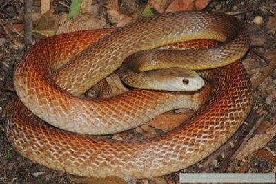 ​世界上8大世界之最的蛇类，有最毒的太攀蛇，最后一只超自然！