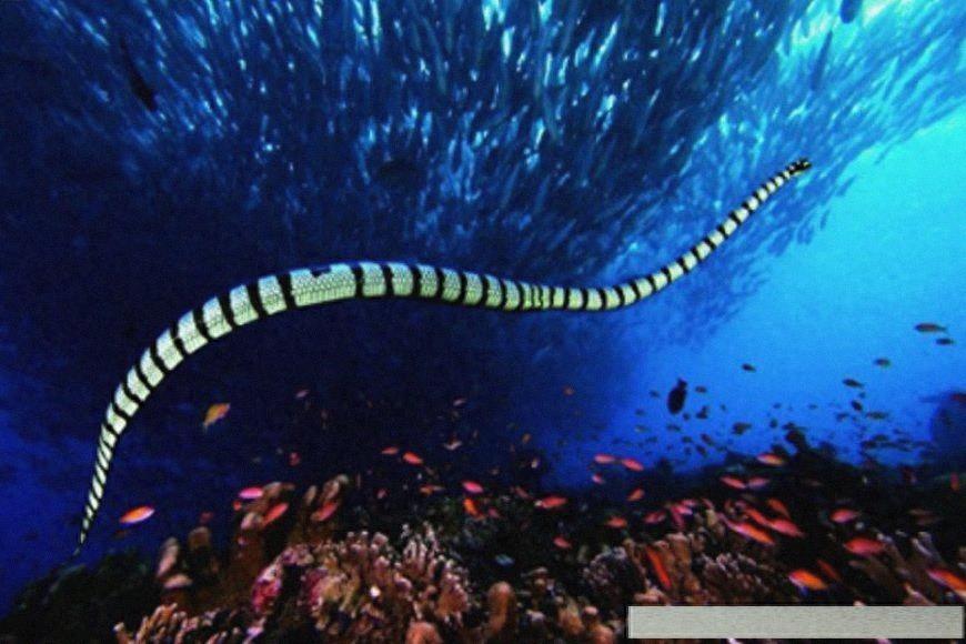 世界上8大世界之最的蛇类，有最毒的太攀蛇，最后一只超自然！