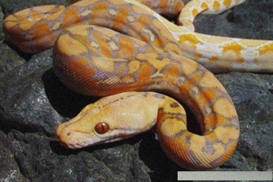 世界上8大世界之最的蛇类，有最毒的太攀蛇，最后一只超自然！