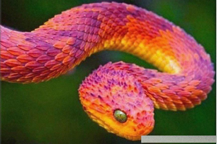 世界上8大世界之最的蛇类，有最毒的太攀蛇，最后一只超自然！