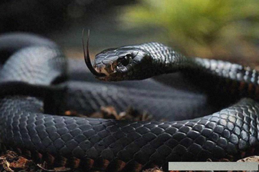 世界上8大世界之最的蛇类，有最毒的太攀蛇，最后一只超自然！