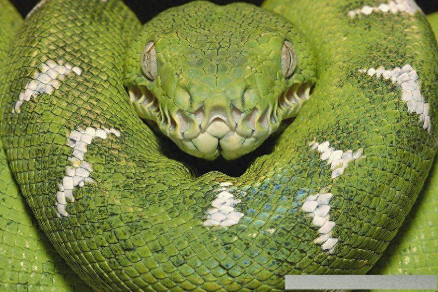 世界上8大世界之最的蛇类，有最毒的太攀蛇，最后一只超自然！